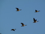 SX09754 Canada Geese (Branta canadensis) flying in V formation in morning sun.jpg